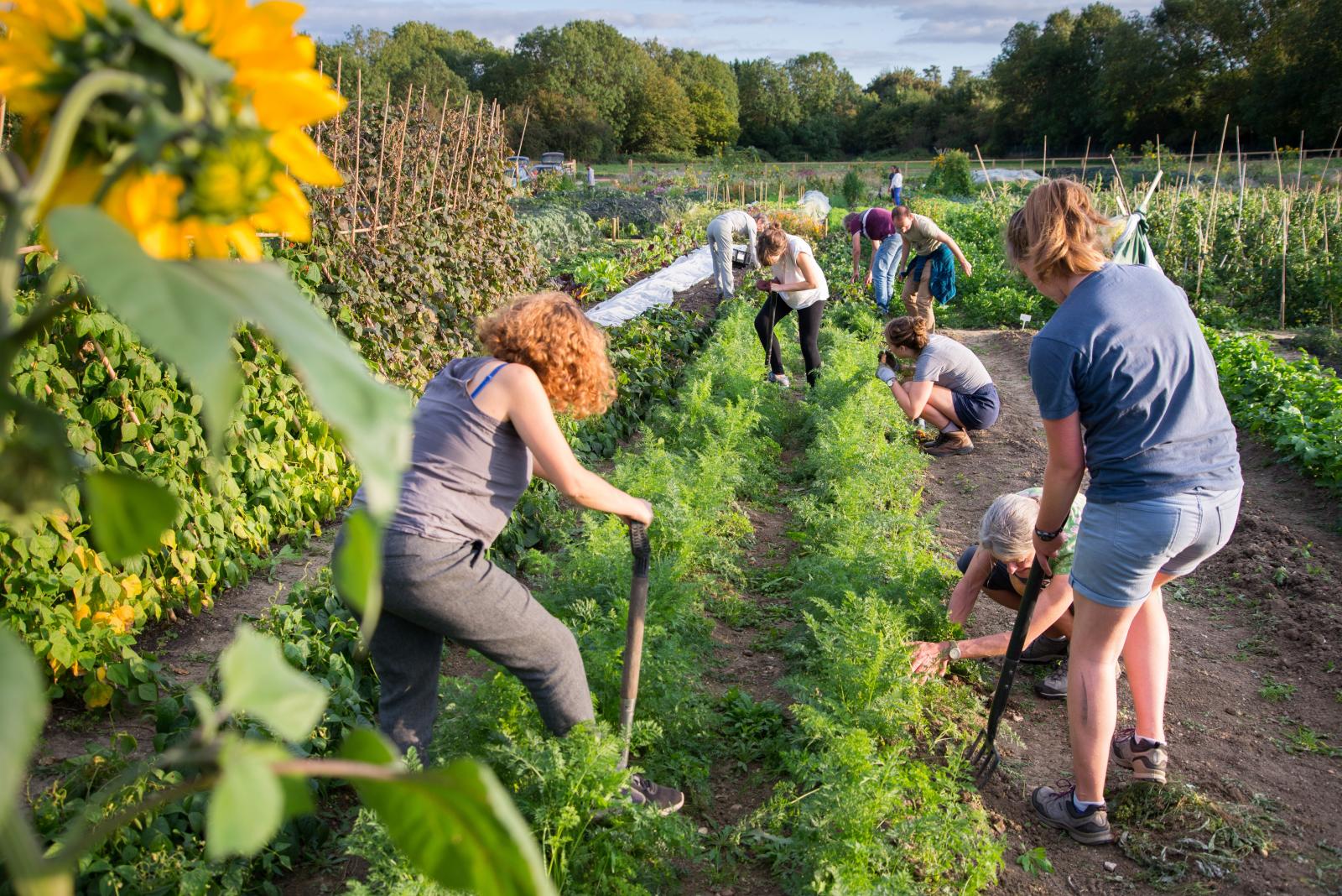L'esperienza delle community farm in italia